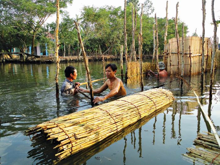 Khám phá Nghề đặt nò ở Cà Mau để thu hoạch cá tôm tự nhiên 4