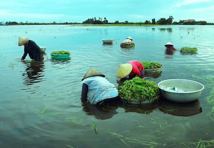 Đặc sản Hẹ nước Cà Mau và các món ăn thơm ngon, hấp dẫn 4