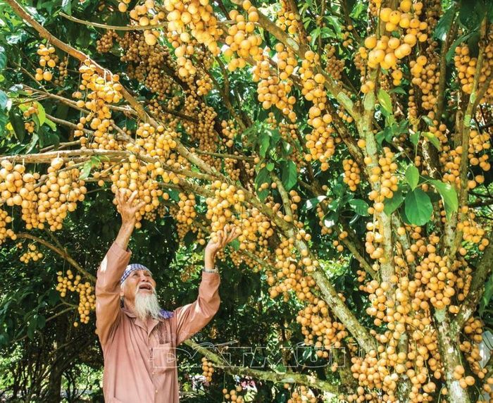 Vườn dâu Cái Tàu, điểm đến không thể bỏ qua khi bạn đến Cà Mau, nơi bạn có thể thưởng thức trái dâu ngọt lịm và trải nghiệm những hoạt động giải trí thú vị.