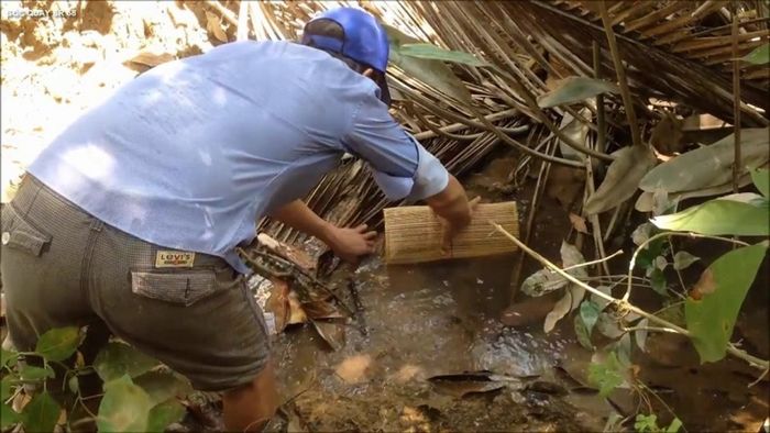 Rùa rang muối Cà Mau, một đặc sản từ vùng đất sông nước phong phú