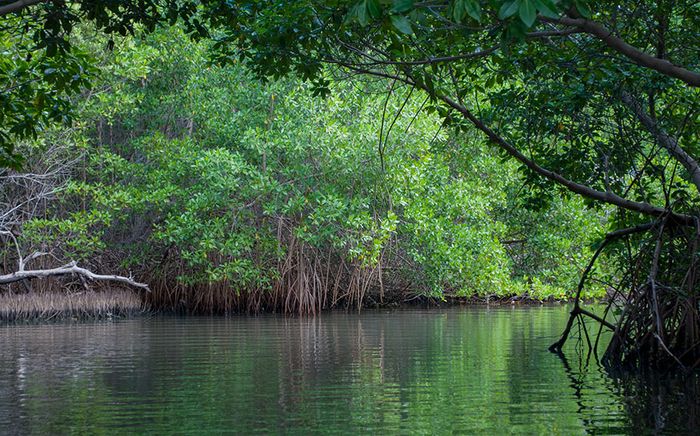 Khám phá Cồn Ông Trang Cà Mau trên dòng sông Cửa Lớn