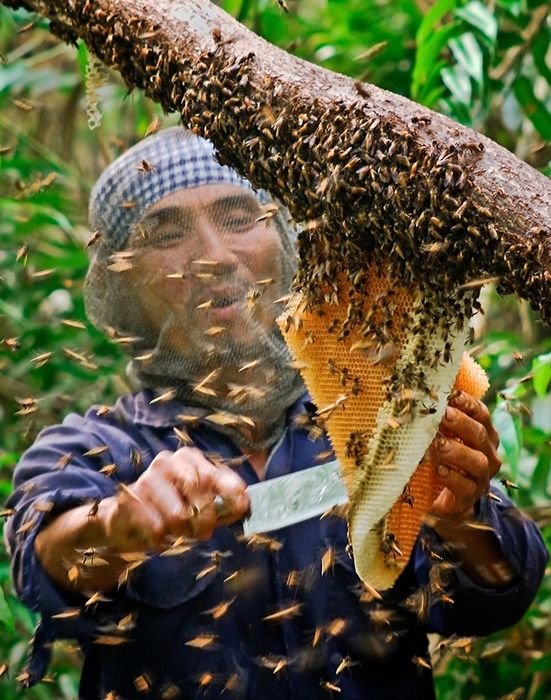 Thưởng thức hương vị ngọt ngào của Mật ong rừng U Minh, một đặc sản của miền cực Nam Tổ quốc 6