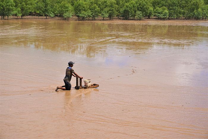 Khám phá nghề săn sò ở Cà Mau với những đặc điểm độc đáo khác biệt 2