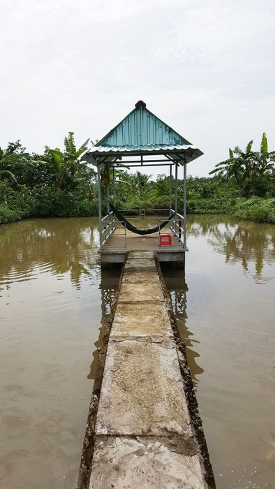 Khám phá vẻ đẹp của Khu du lịch sinh thái vườn ổi Tám Ngoắc và khung cảnh thôn quê dân dã 6