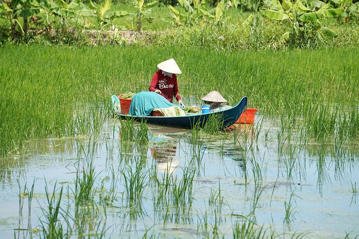 Đặc sản Hẹ nước Cà Mau và các món ăn thơm ngon, hấp dẫn 2