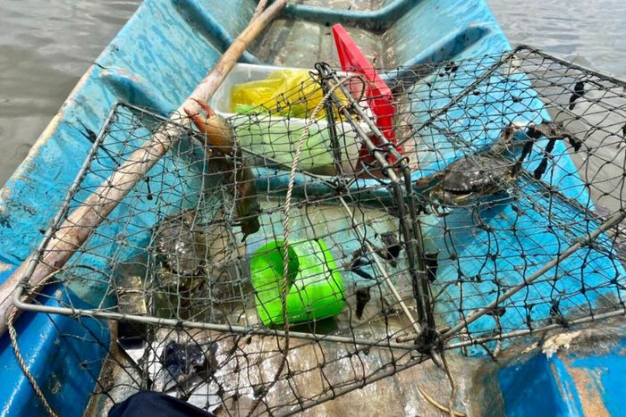 Trải nghiệm mới lạ khi đi săn cua ở Cà Mau