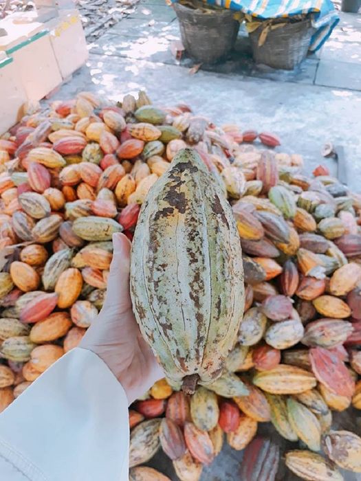 Khám phá những trải nghiệm mới lạ tại Vườn cacao Mười Cương Cần Thơ 2