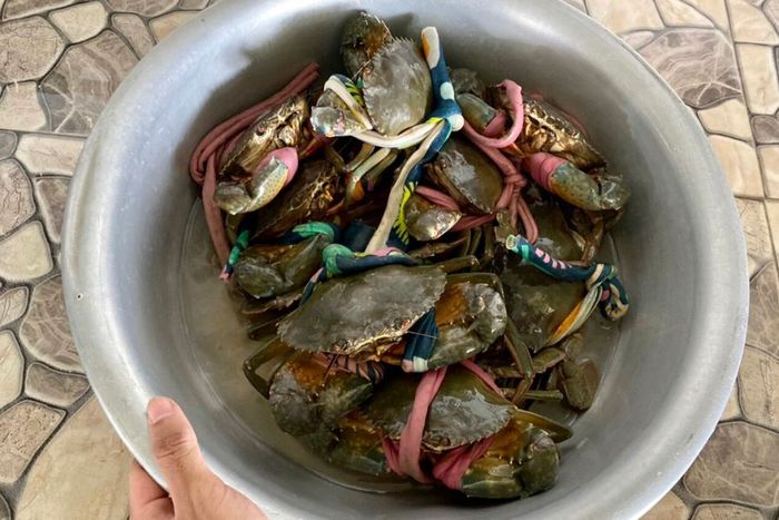 Khám phá cảm giác mới khi đi bắt cua ở Cà Mau