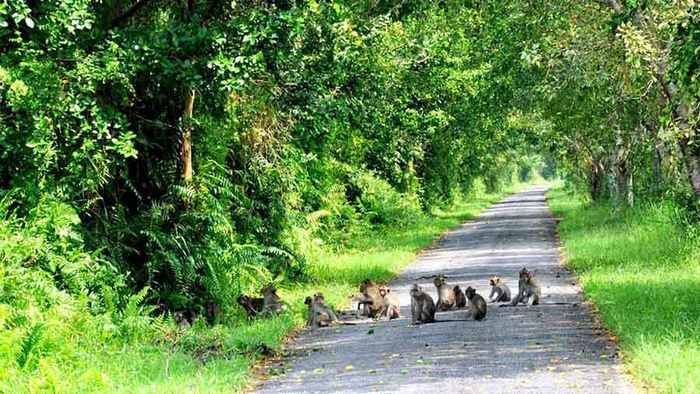 Kinh nghiệm không thể bỏ qua khi phượt đài quan sát rừng U Minh Hạ, phần 4