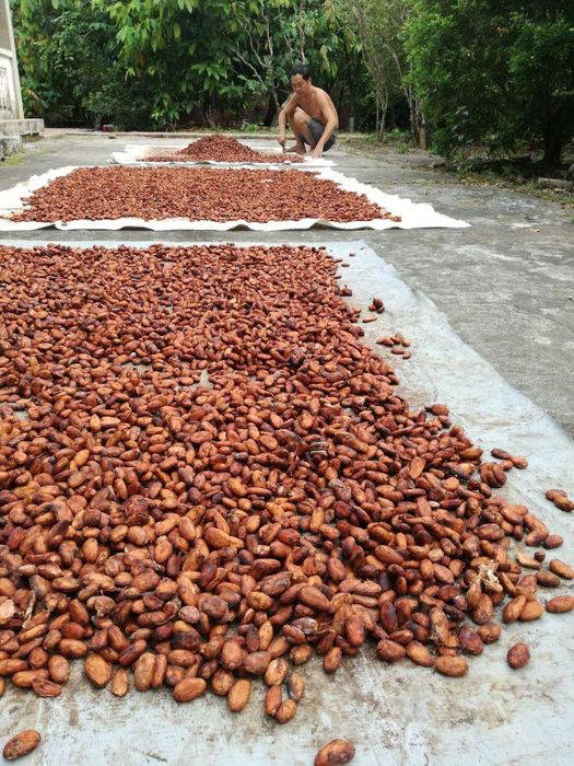 Khám phá nhiều điều mới tại Vườn cacao Mười Cương Cần Thơ 4