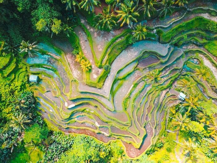 Khám phá Ruộng bậc thang Tegalalang, nơi hòa mình vào thiên nhiên 2