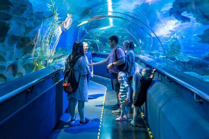 Khám phá Aquaria KLCC với hơn 5.000 loài sinh vật biển đặc sắc