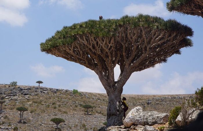 Đảo Socotra Yemen nổi tiếng với thiên nhiên độc đáo và khác biệt.