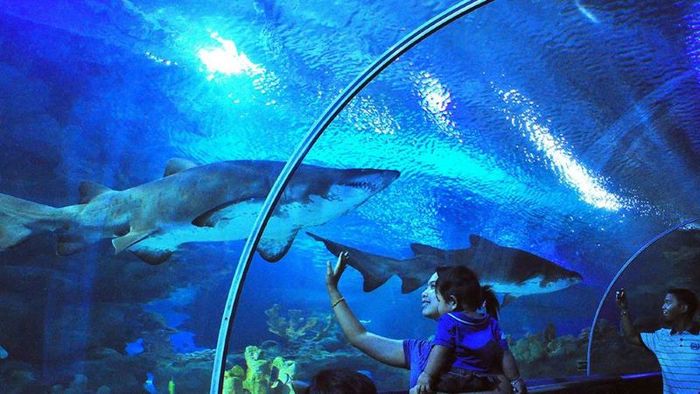 Khám phá Aquaria KLCC với hơn 5.000 loài sinh vật biển đặc sắc