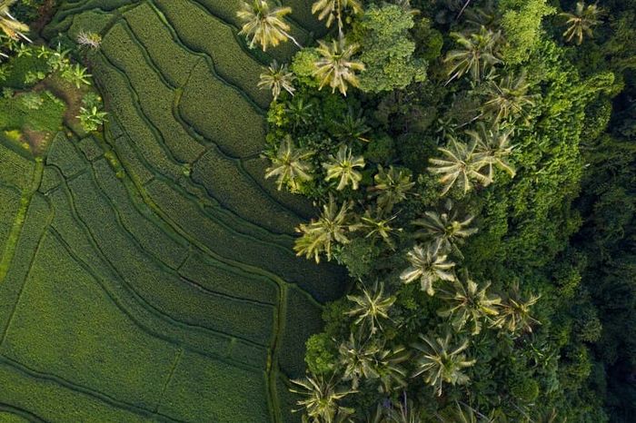 Khám phá du lịch Ubud, nơi văn hóa độc đáo của Bali hiện rõ ràng.