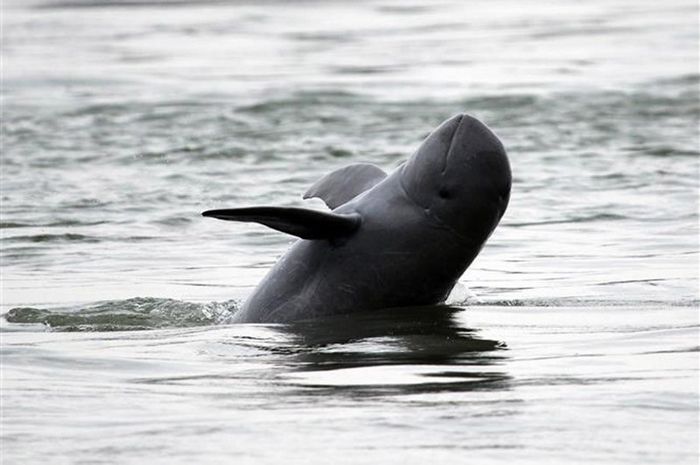 Khám phá Kratie và ngắm cá heo nước ngọt Irrawaddy quý hiếm 4