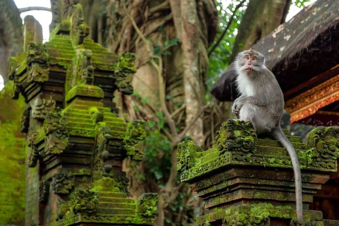 Khám phá du lịch Ubud, nơi phong phú văn hóa Bali được tái hiện một cách sống động