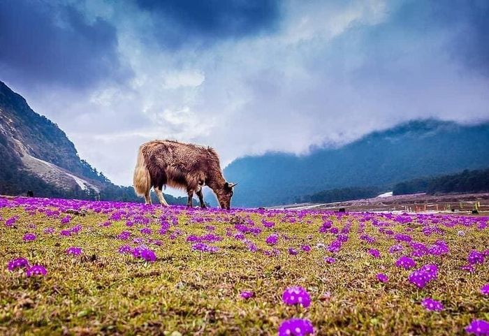 Sikkim - viên ngọc ẩn bên những tu viện linh thiêng của Ấn Độ 11