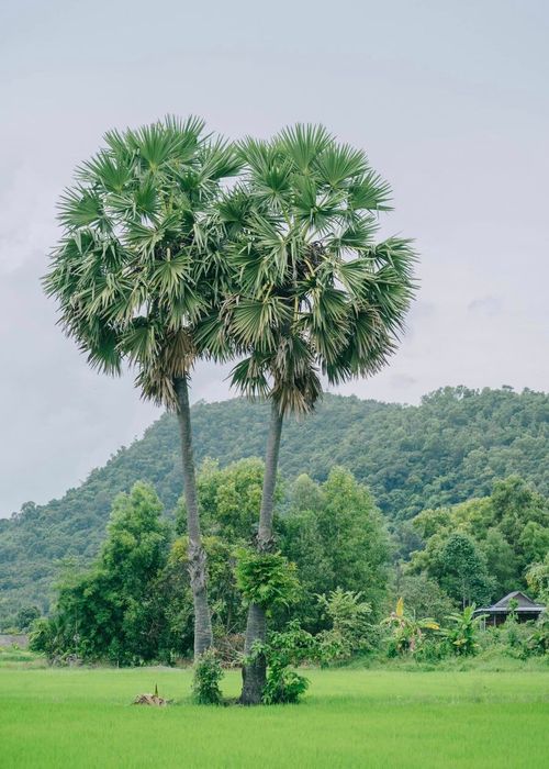 Khám phá vẻ đẹp yên bình của An Giang cùng với chàng trai tên là Hung Anh 4