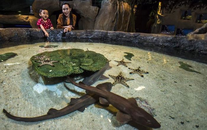 Khám phá Aquaria KLCC với hơn 5.000 loài sinh vật biển đặc sắc