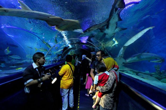 Khám phá Aquaria KLCC với hơn 5.000 loài sinh vật biển đặc sắc