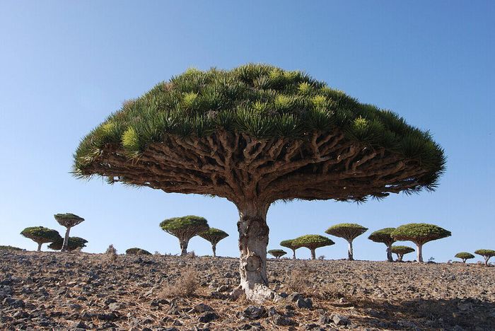 Đảo Socotra Yemen nổi tiếng với thiên nhiên độc đáo và khác biệt.