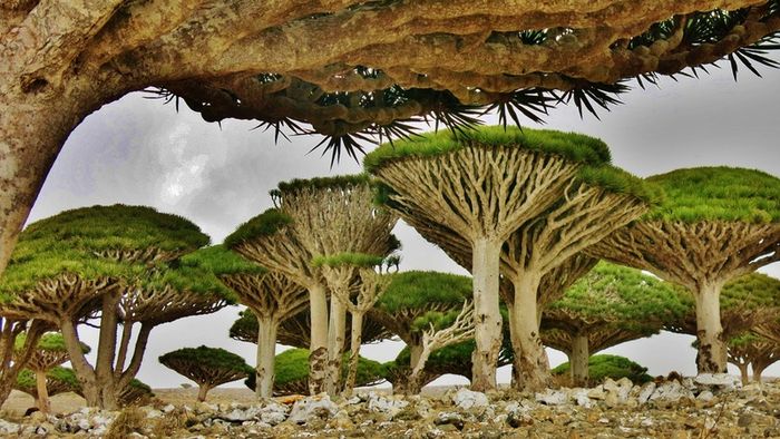 Đảo Socotra của Yemen tỏ ra khác biệt với phong cảnh thiên nhiên giống như từ một thế giới khác.