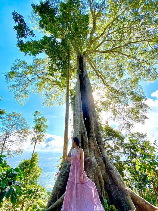 Trải nghiệm trekking tại Đại Bình, Hành trình săn mây Bảo Lộc đầy phấn khích