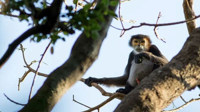 Cao nguyên Mondulkiri với vẻ đẹp hoang sơ của chốn đại ngàn 10