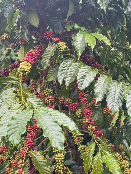 Hãy ghé qua GOT Coffee Bảo Lộc để nghe thêm về câu chuyện về cà phê sạch 5