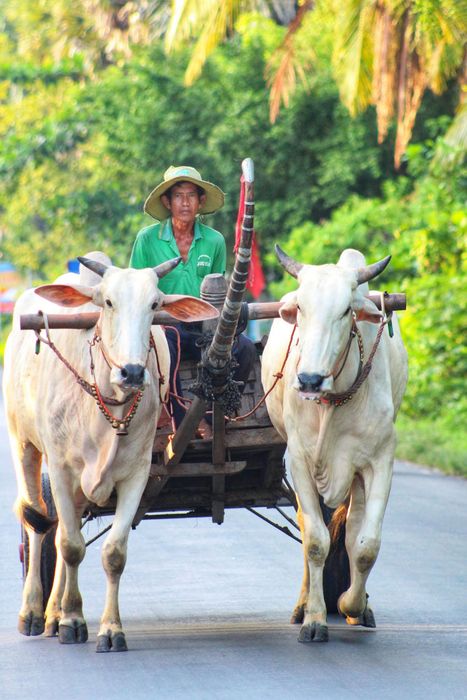 Lang thang Bảy Núi An Giang để tìm về miền quê thanh bình 8.