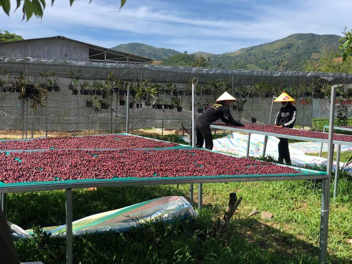 Hãy đến ngay GOT Coffee Bảo Lộc để nghe thêm về câu chuyện về cà phê sạch 6