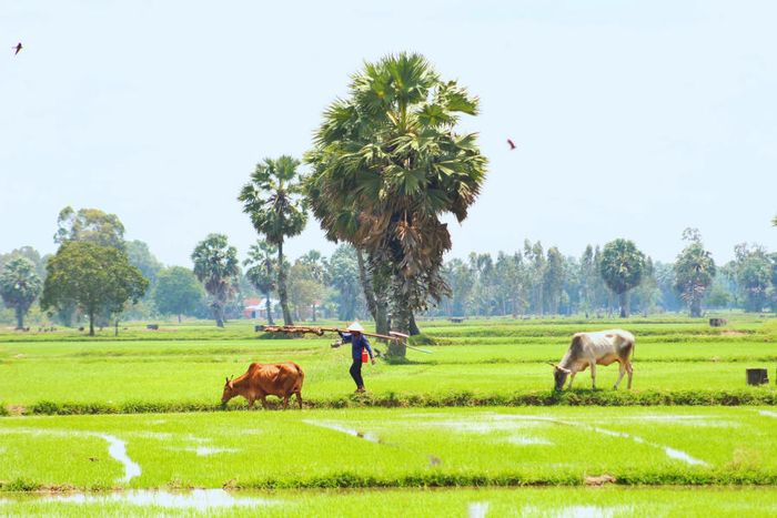 Lang thang Bảy Núi An Giang để tìm lại sự thanh bình của miền quê.
