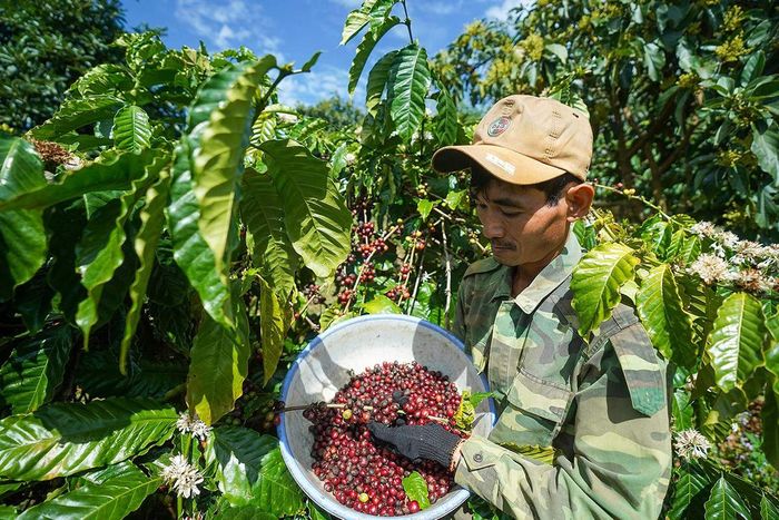 Chuyến đi học thuật khám phá nguồn gốc cà phê ở Bảo Lộc 3