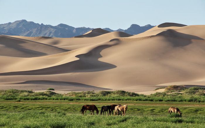 Hòa mình vào thiên nhiên hoang dã đầy kỳ thú tại sa mạc Gobi