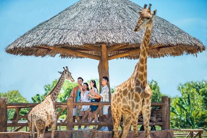 vinpearl safari Nam Hội An 6