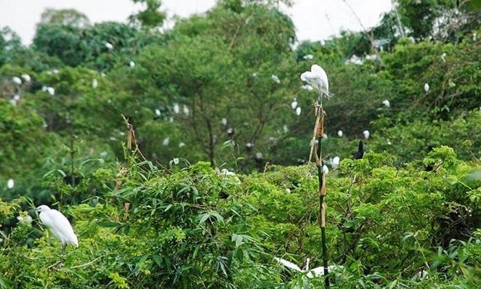 Bãi cò Tiến Nông là nơi duy nhất có thể tìm thấy cá thể cò sinh sống tại Thanh Hóa.