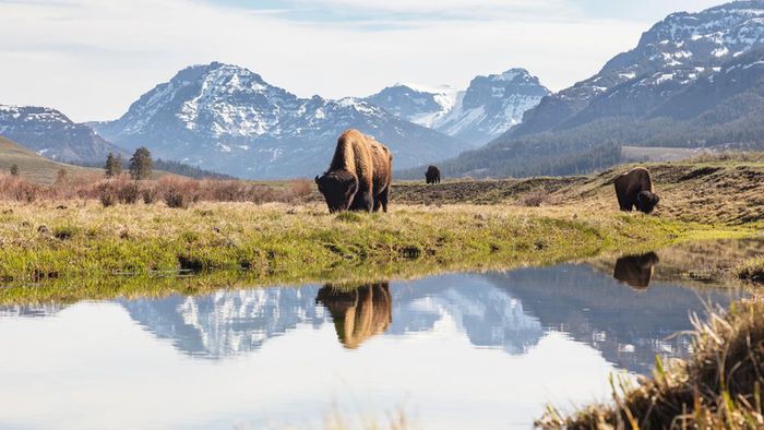 Yellowstone, vườn quốc gia lâu đời nhất Mỹ và thế giới 8