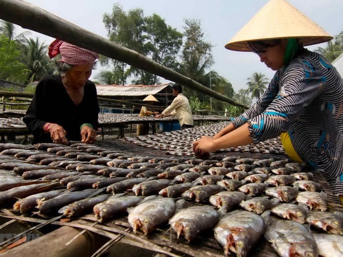 Khám phá nghề làm cá khô bổi ở Cà Mau với truyền thống lâu đời 2