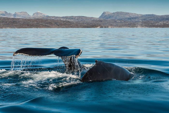 Khám phá vùng đảo băng Greenland tại Vương quốc Đan Mạch xinh đẹp 13