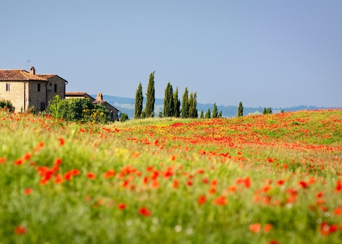 Tuscany, miền đất lãng mạn của hoa hồng và rượu vang 3