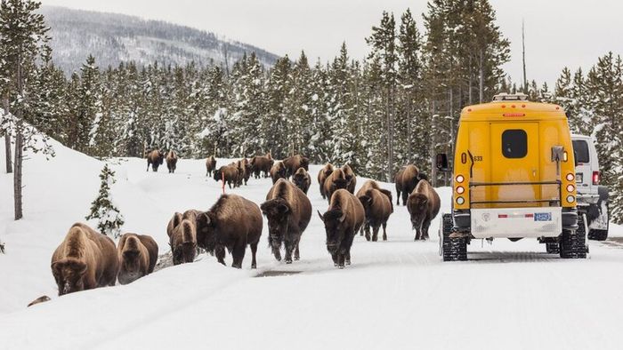 Yellowstone, vườn quốc gia lâu đời nhất Mỹ và thế giới 5