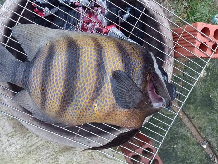 Thưởng thức sự đặc biệt của Cá nanh heo Côn Đảo nổi tiếng khắp mọi nơi 3