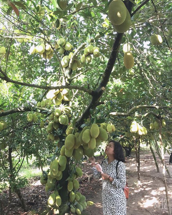 Khi đến Tây Đô, đừng quên ghé thăm Vườn trái cây 9 Hồng Cần Thơ 11