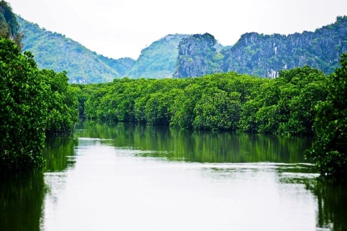 Vịnh Nha Phu