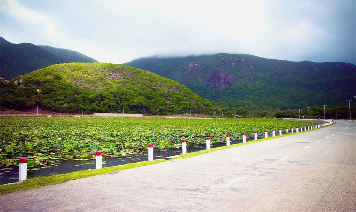 Chiêm ngưỡng vẻ đẹp tự nhiên của Hồ Sen An Hải Côn Đảo
