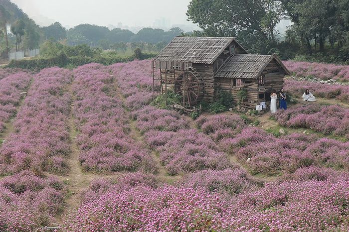 Thảo nguyên hoa Long Biên