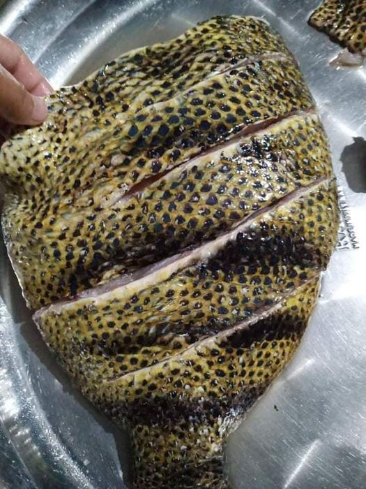 Thưởng thức đặc sản Cá nanh heo Côn Đảo trứ danh mọi miền