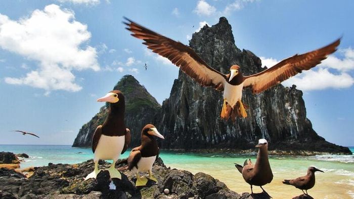 Trải nghiệm du lịch Brazil và khám phá thế giới với vẻ đẹp sôi động của văn hóa Latinh