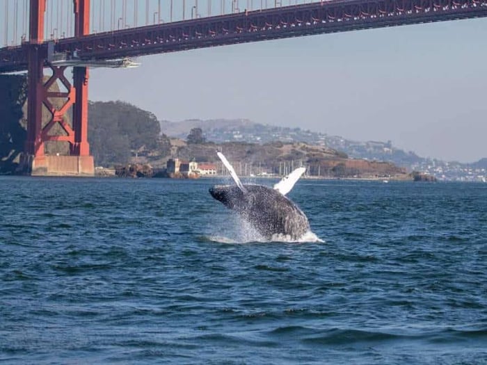 San Francisco, hành trình khám phá văn hóa và lịch sử của Mỹ 9